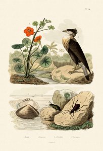 Shell, 1833-39 de French School